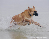 © Tracey Sides Photography
