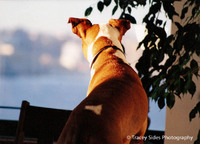 © Tracey Sides Photography