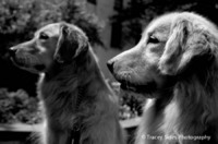© Tracey Sides Photography