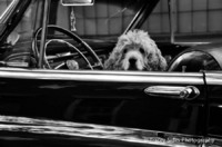 © Tracey Sides Photography