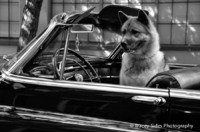 © Tracey Sides Photography