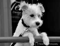 © Tracey Sides Photography