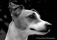 © Tracey Sides Photography