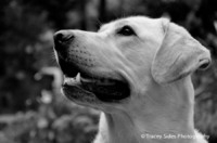 © Tracey Sides Photography