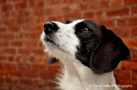 © Tracey Sides Photography