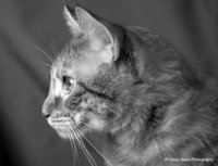 © Tracey Sides Photography