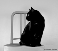 © Tracey Sides Photography