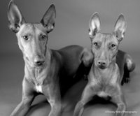 © Tracey Sides Photography