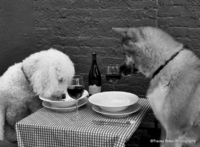 © Tracey Sides Photography