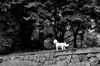 © Tracey Sides Photography