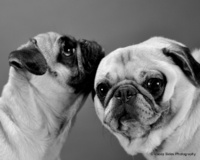 © Tracey Sides Photography