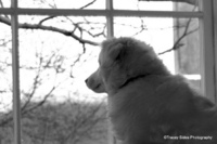 © Tracey Sides Photography