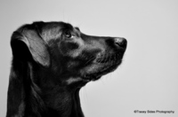 © Tracey Sides Photography
