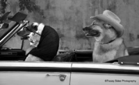 © Tracey Sides Photography