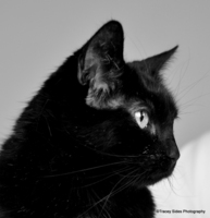 © Tracey Sides Photography