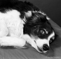 © Tracey Sides Photography