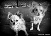 © Tracey Sides Photography